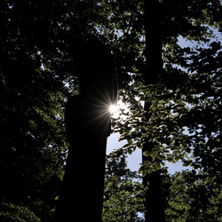 Bildhauersymposium-2010-Wohlen-0502